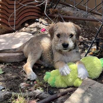 Bronco -  Wheaten Terrier and Terrier Dog for Adoption in Escondido, California - Bronco | PetCurious