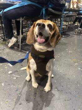 Rescue Beagle Dogs for Adoption in Stamford, Connecticut - MYRTLE The BEAGLE | PetCurious