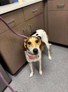 Faith -  Coonhound and Mixed Breed Dog for Adoption in Greenfield, Indiana - Faith | PetCurious