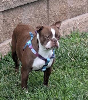 Kelsey in NE -  Boston Terrier Dog for Adoption - Kelsey In NE | PetCurious