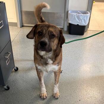 Luke -  Shepherd and Catahoula Leopard Dog Dog for Adoption in Galax, Virginia - Luke | PetCurious