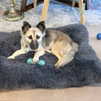 Maki -  Mixed Breed Dog for Adoption in San Francisco, California - Maki | PetCurious