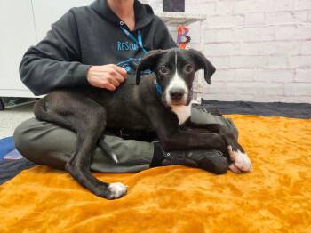 Epson -  Great Dane Dog for Adoption - Epson | PetCurious