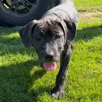 Beth -  Cane Corso Dog for Adoption in Richmond Hill, Ontario - Beth | PetCurious