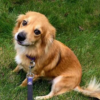 Cane -  Australian Shepherd and Chihuahua Dog for Adoption in South Elgin, Illinois - Cane | PetCurious