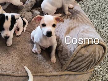Chihuahua and Terrier Dogs Available for Adoption - Cosmo | PetCurious
