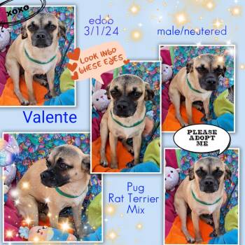 Pug and Rat Terrier Dogs Available for Adoption in Missouri City, Texas - Valente MV14281-T | PetCurious