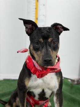 Sarah-One of our Amazing Rescue Dogs -  German Pinscher and Manchester Terrier Dog for Adoption in Carlsbad, California - Sarah-One Of Our Amazing Rescue Dogs | PetCurious