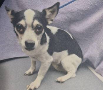 Parker -  Chihuahua and Rat Terrier Dog for Adoption in Carrollton, Texas - Parker | PetCurious