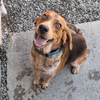 Shaemus -  Mixed Breed Dog for Adoption in Fairport, New York - Shaemus | PetCurious