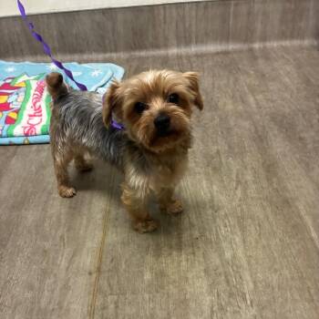 DG -  Yorkshire Terrier Dog for Adoption in Pasadena, California - DG | PetCurious