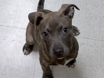 Pit Bull Terrier Dogs Available for Adoption - CULLEN | PetCurious