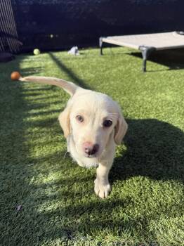 Spritz -  Dachshund and Chihuahua Dog for Adoption in San Diego, California - Spritz | PetCurious