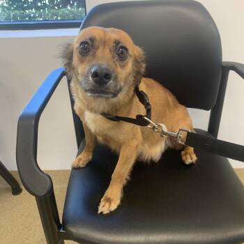 Chihuahua Dogs Available for Adoption - Skye | PetCurious