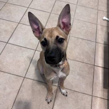 Kangaroo -  Mixed Breed Dog for Adoption in Greenville, South Carolina - Kangaroo | PetCurious