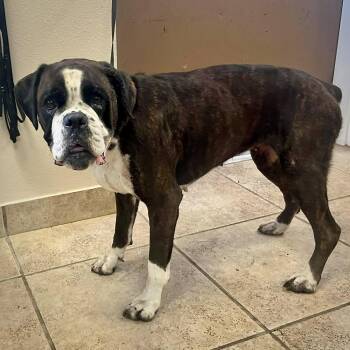 Boxer Dogs Available for Adoption in Monticello, New York - Matilda | PetCurious