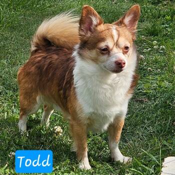 Chihuahua Dogs Available for Adoption in Lancaster, Ohio - Todd | PetCurious