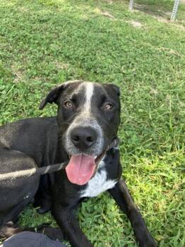 MIZ -  Mixed Breed Dog for Adoption in Dallas, Texas - MIZ | PetCurious