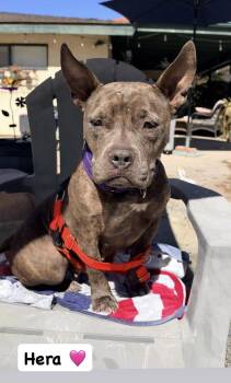 Hera -  American Staffordshire Terrier Dog for Adoption in San Diego, California - Hera | PetCurious