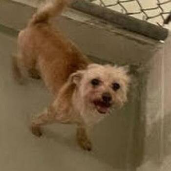 Honey - Bonded with Rodie -  Yorkshire Terrier and Mixed Breed Dog for Adoption in Glenelg, Maryland - Honey - Bonded With Rodie | PetCurious