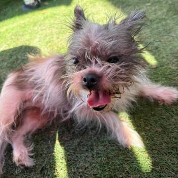 Scrappy -  Shih Tzu Dog for Adoption in Park Row, Texas - Scrappy | PetCurious