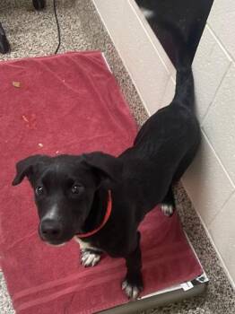 German Shepherd Dog and Mixed Breed Dogs Available for Adoption in Westland, Michigan - Charlotte | PetCurious