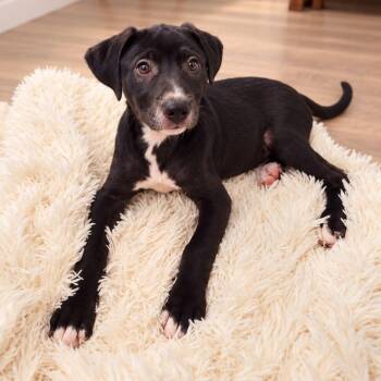 Hershey -  Labrador Retriever Dog for Adoption in Houston, Texas - Hershey | PetCurious