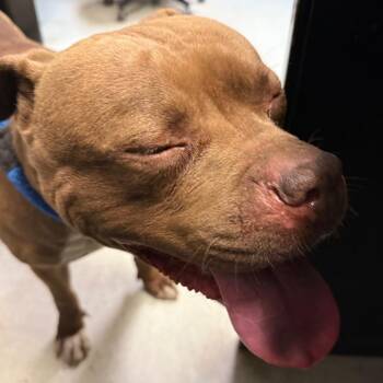 Pit Bull Terrier Dogs Available for Adoption in Philadelphia, Pennsylvania - Mamma Girl | PetCurious