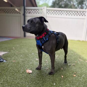 Mixed Breed Dogs Available for Adoption in Titusville, Florida - Olive | PetCurious