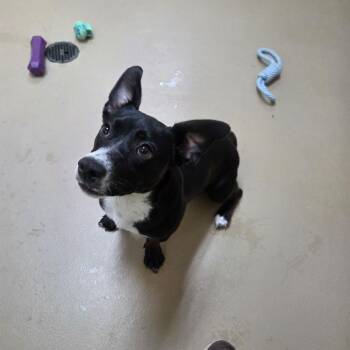 Kessie -  Dachshund and Border Collie Dog for Adoption in Incline Village, Nevada - Kessie | PetCurious
