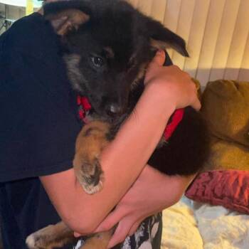 Arrow -  Mixed Breed Dog for Adoption in Fredericksburg, Virginia - Arrow | PetCurious