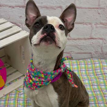 Arlie (Sugar) -  French Bulldog and Terrier Dog for Adoption in Metamora, Michigan - Arlie (Sugar) | PetCurious