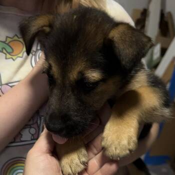 Lisa Frank -  Mixed Breed Dog for Adoption in Rockville, Maryland - Lisa Frank | PetCurious