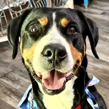 Charlotte Web -  Greater Swiss Mountain Dog Dog for Adoption in Andover, Massachusetts - Charlotte Web | PetCurious