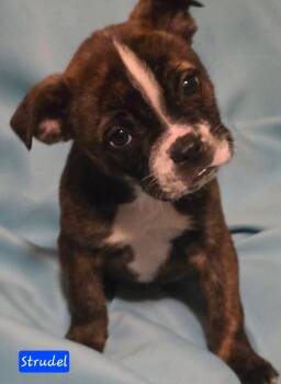 Boxer and Boston Terrier Dogs Available for Adoption - Strudel *in New England  | PetCurious