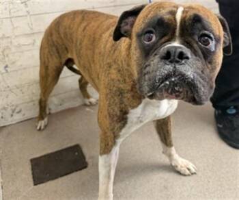 BAXTER -  Boxer Dog for Adoption in San Bernardino, California - BAXTER | PetCurious