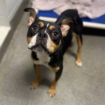 LAVADA -  Pit Bull Terrier and Mixed Breed Dog for Adoption - LAVADA | PetCurious
