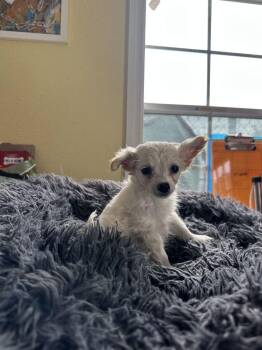 Chis and Crackers -  Chihuahua Dog for Adoption in Lakeland, Florida - Chis And Crackers | PetCurious