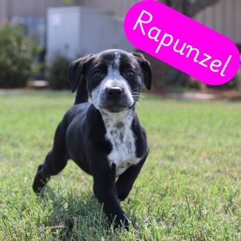 Rapunzel -  Pit Bull Terrier and Dalmatian Dog for Adoption in Mcpherson, Kansas - Rapunzel | PetCurious