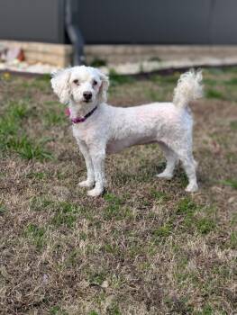 Maltese Dogs Available for Adoption in Aiken, South Carolina - Darla | PetCurious