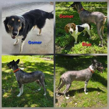 Carolina Dog and Border Collie Dogs Available for Adoption in Crocker, Missouri - Izzy | PetCurious