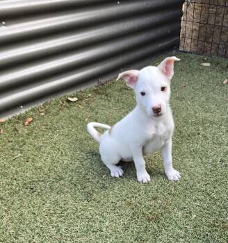 Star -  Labrador Retriever and Australian Cattle Dog Blue Heeler Dog for Adoption in Apache Junction, Arizona - Star | PetCurious
