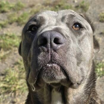 Bricks -  Cane Corso Dog for Adoption in Orange, Virginia - Bricks | PetCurious