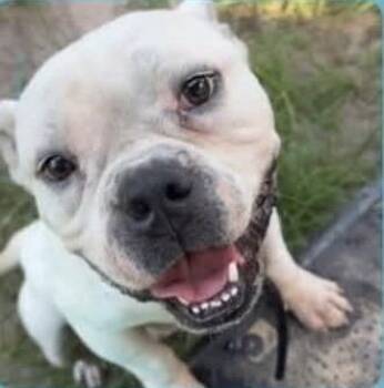 Bubba -  American Bulldog Dog for Adoption in Colorado Springs, Colorado - Bubba | PetCurious