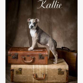 Kallie -  Mixed Breed Dog for Adoption in Kannapolis, North Carolina - Kallie | PetCurious