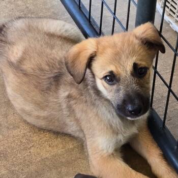 Rescue Anatolian Shepherd and Shepherd Dogs for Adoption in Floresville, Texas - Wynona | PetCurious