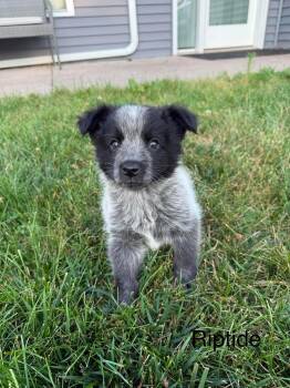 Riptide -  Australian Cattle Dog Blue Heeler Dog for Adoption in Duluth, Minnesota - Riptide | PetCurious
