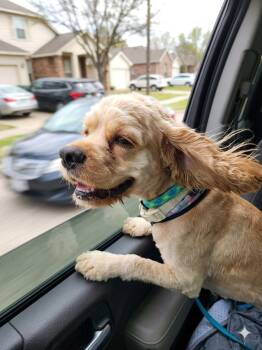 Bentley -  Maltipoo Dog for Adoption in Garland, Texas - Bentley | PetCurious