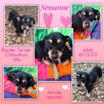 Nessarose MV14525-T -  Border Terrier and Chihuahua Dog for Adoption in Missouri City, Texas - Nessarose MV14525-T | PetCurious