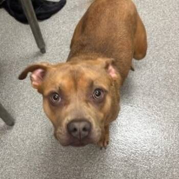 Rescue Mixed Breed Dogs for Adoption in Batavia, Ohio - Aria | PetCurious